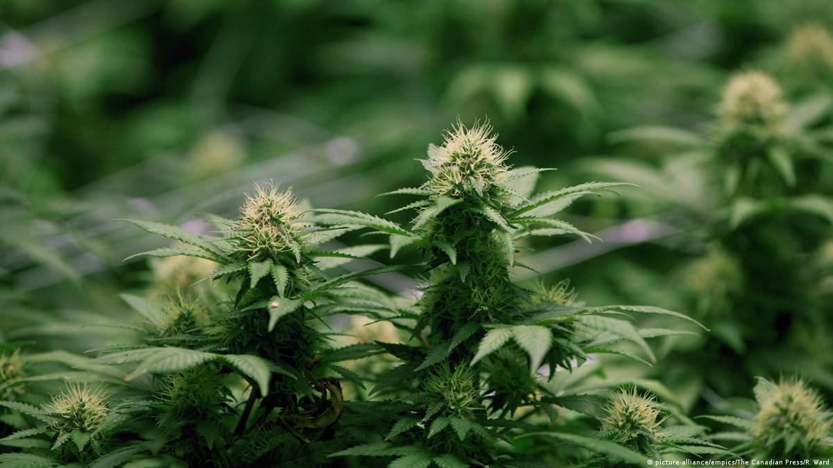Выращивание марихуаны в канаде где самая конопля