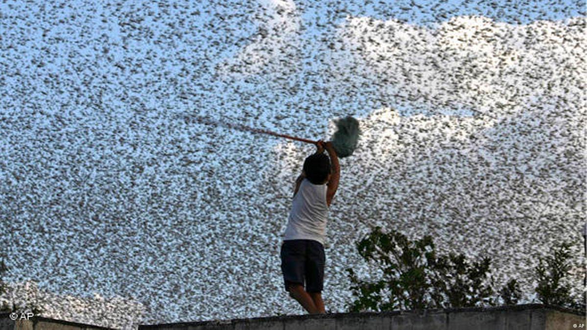 Bombarding Insect Tiny but lethal