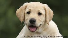 Portrait eines gelben Labrador Retriever Welpen | Verwendung weltweit, Keine Weitergabe an Wiederverkäufer.