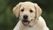 Golden Retriever Golden Retriever