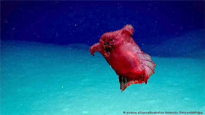 A red sea cucumber shaped like a plucked, headless chicken floats through the blue waters of the ocean near Antarctica