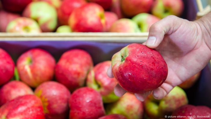 Una mano sosteniendo una manzana roja de la variedad Gravenstein.