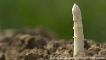 Der Deutschen liebstes Gemüse: Spargel