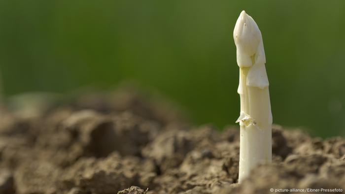Der Deutschen liebstes Gemüse: Spargel