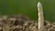 White asparagus White asparagus