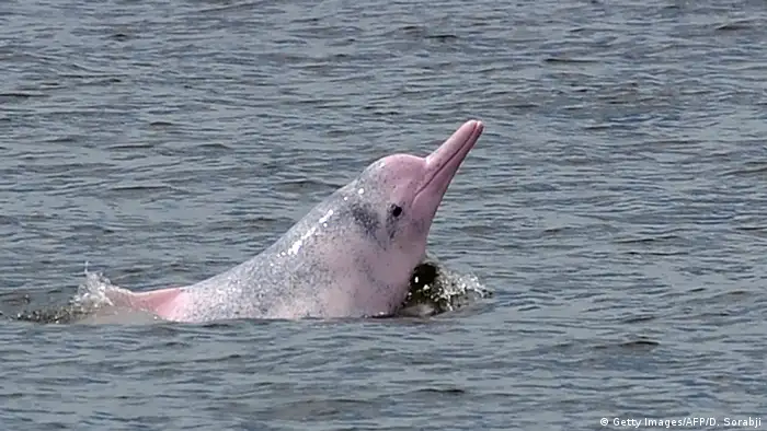 China Chinesischer Weißer Delfin in Hongkong