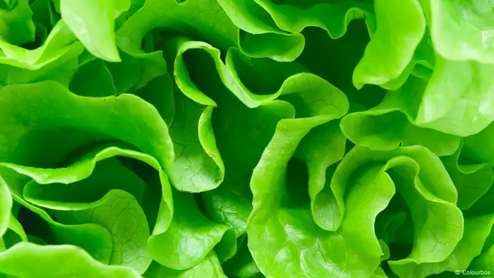 Jetzt haben wir den Salat