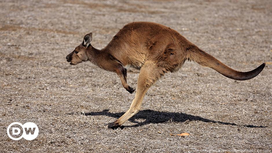 Australian police save drowning kangaroo – DW – 10/28/2018