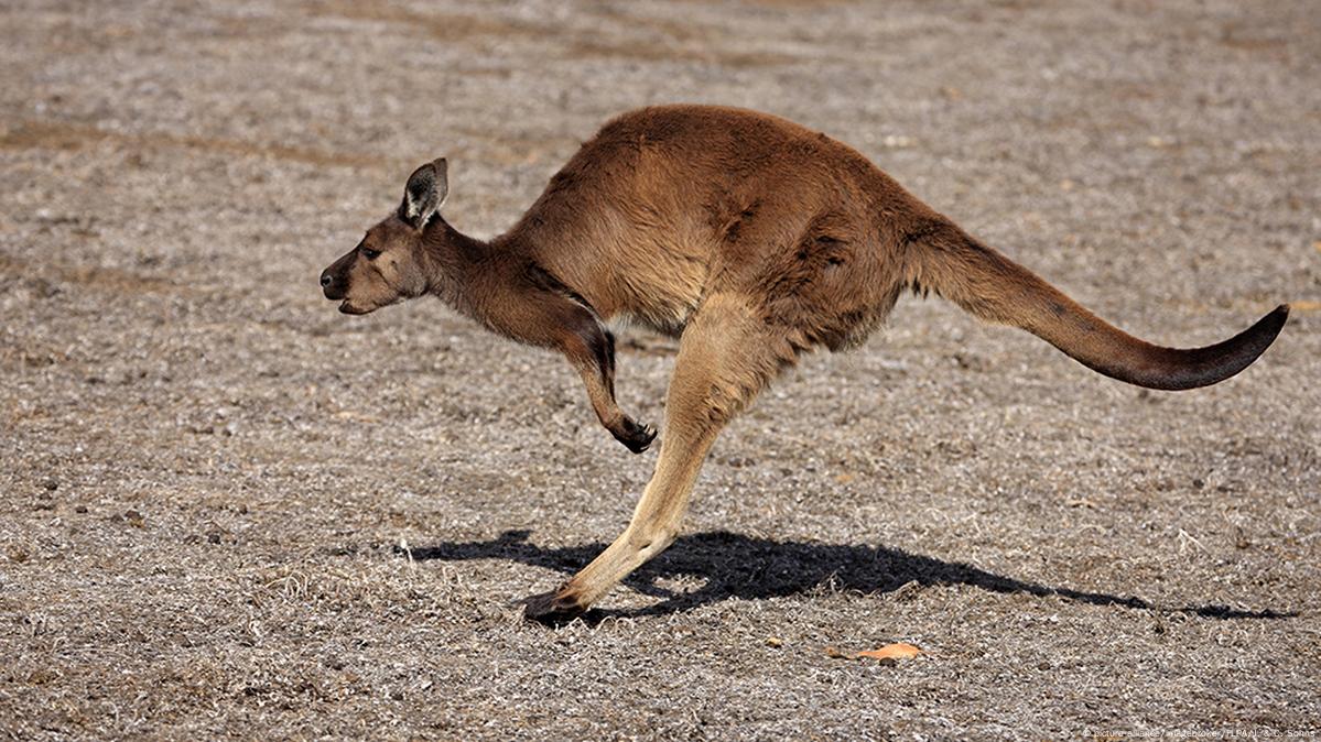 Australian police save drowning kangaroo – DW – 10/28/2018 Australian police save drowning kangaroo – DW – 10/28/2018