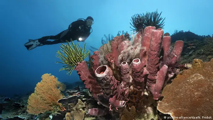 A diver behind a coral 