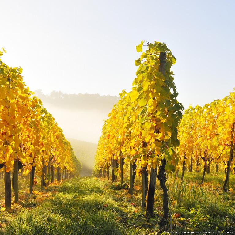 dw.com - Mathilda Jordanova-Duda - Solar energy protects German vineyards from climate change - DW - 11/30/2025