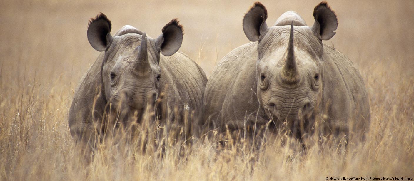 Lệnh cấm sừng tê giác rhino đã được ban hành để bảo vệ sự sống của chúng. Hãy xem bức ảnh liên quan đến chủ đề này để hiểu rõ hơn về vấn đề này và cách mà chúng ta có thể đóng góp vào việc bảo vệ những sinh vật quý hiếm này.