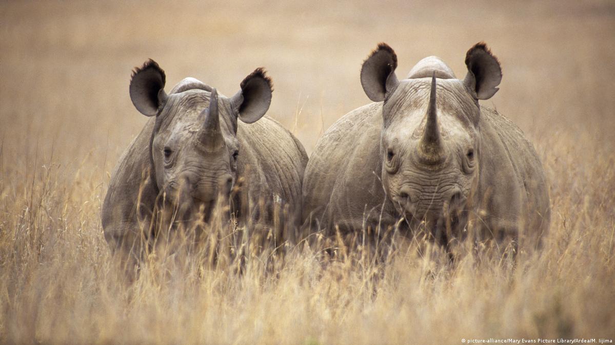 Lệnh cấm sử dụng sừng tê giác ở Trung Quốc mang lại hi vọng lớn cho việc bảo vệ các loài tê giác khỏi tình trạng đe dọa tuyệt chủng. Hiểu biết sâu sắc về việc này giúp chúng ta thấy được rằng tất cả chúng ta đều có trách nhiệm đóng góp vào việc bảo vệ môi trường sống cho con người, vật nuôi và thiên nhiên.