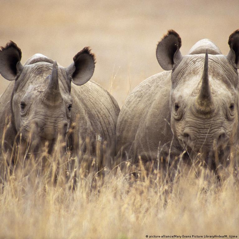 Cấm sử dụng sừng tê giác là một nỗ lực để bảo vệ loài vật quý hiếm này khỏi sự săn bắt và tàn phá. Cùng xem những hình ảnh tuyệt đẹp về tê giác và bàn luận về những biện pháp bảo vệ động vật hoang dã cùng ArmME.