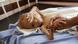 A malnourished child is seen at a hospital in Hajjah province, Yemen. A malnourished child is seen at a hospital in Hajjah province, Yemen.