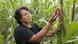 Dona Maura Aparicio Torres tends to a plant on her farm Dona Maura Aparicio Torres tends to a plant on her farm