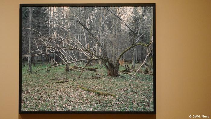 photo of forest (DW/H. Mund)
