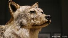 Ausstellung Wildnis: Kunsthalle Schirn widmet sich der Faszination der Natur