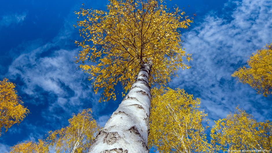 Trees Can Stay Despite Leaves Annoying Neighbor German Court News Dw 20 09 2019