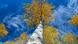 Birch trees seen looking up from the bottom Birch trees seen looking up from the bottom