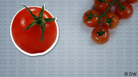DEUTSCHKURSE | Deutschtrainer | Folge 30 | Galeriebild 4 | 030_004_Tomate