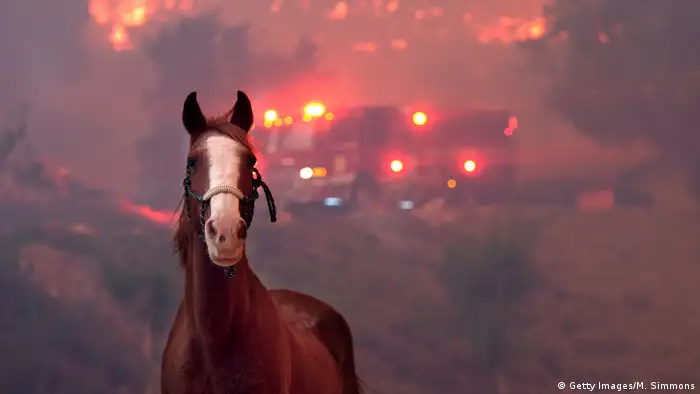 Waldbrände Kalifornien Ventura County (Getty Images/M. Simmons)