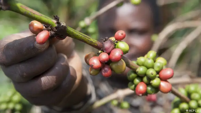Fairtrade-Kaffeeanbau in Uganda