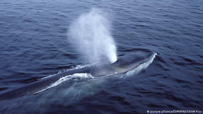 Fin whale in the sea