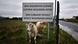 Cows stand beneath a sign for a disused customs office near Newry Cows stand beneath a sign for a disused customs office near Newry