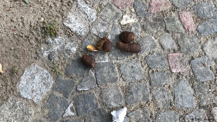 Dog poo on a German sidewalk