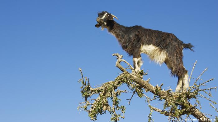 A goat climbs on an argan tree