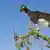 Afrika, Marokko: Eine Ziege klettert auf einem Arganbaum oder Arganie (Argania spinosa)