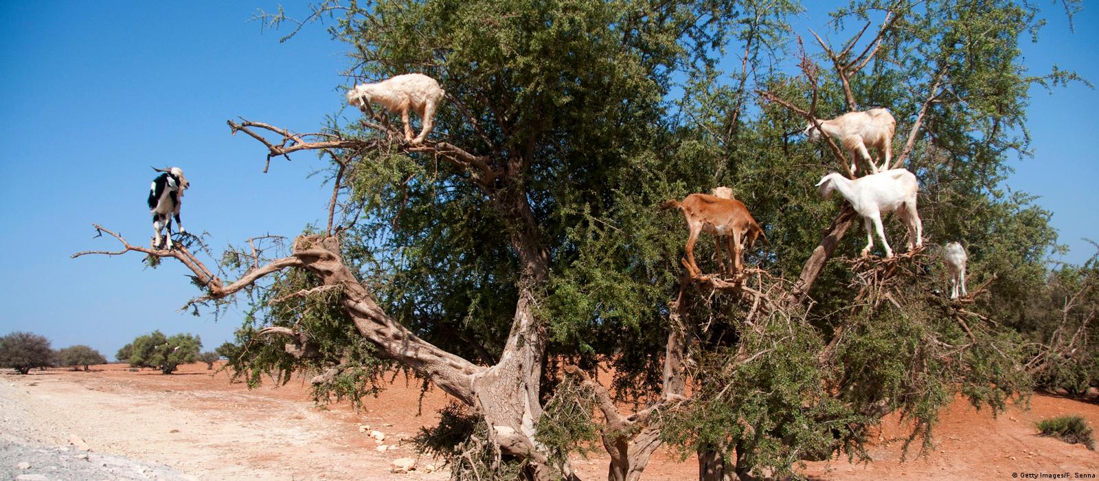 Goats in an argan tree