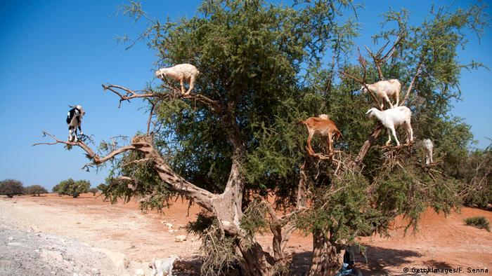 Goats in an argan tree