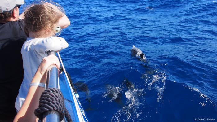 Looking for whales, finding dolphins | DW Travel | DW | 04.01.2019