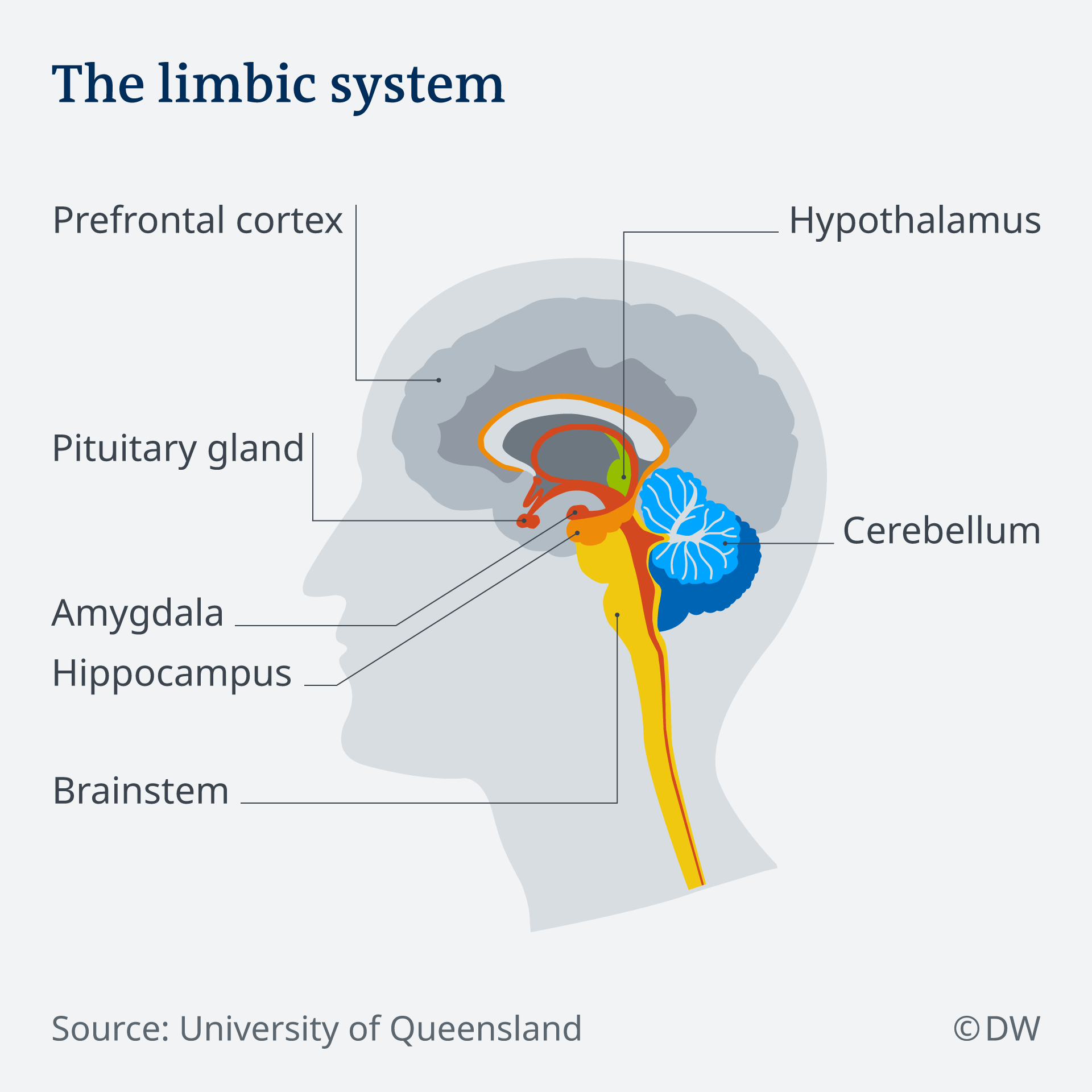 Infographic about the limbic system