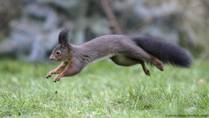 Eichhörnchen im Sprung (picture-alliance/Wildlife/R.Usher)