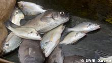  Atividade de pesca na Guiné-Bissau só beneficia o Senegal, denuncia associação