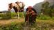 A man sits on the ground in the mountains. His horse is in the background A man sits on the ground in the mountains. His horse is in the background