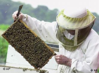 Соты пчелы: изображения без лицензионных платежей