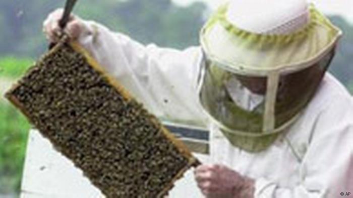Imker mit Honigbienen