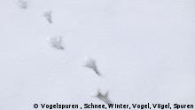 Vogelspuren im Schnee (Vogelspuren , Schnee, Winter, Vogel, Vögel, Spuren)