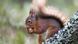 Eichhörnchen mit Haselnuss Eichhörnchen mit Haselnuss