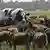 Knickers the big Holstein Friesian of Australia