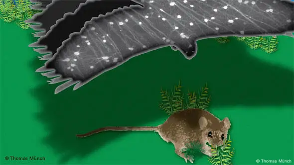 Illustration: Maus wird von Raubvogel angegriffen. (Foto: Thomas Münch)