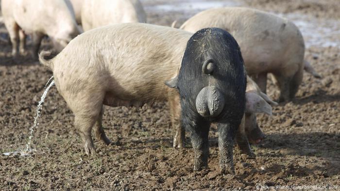 Ferkel Kastration Ein Internationaler Vergleich Deutschland Dw 29 11 2018