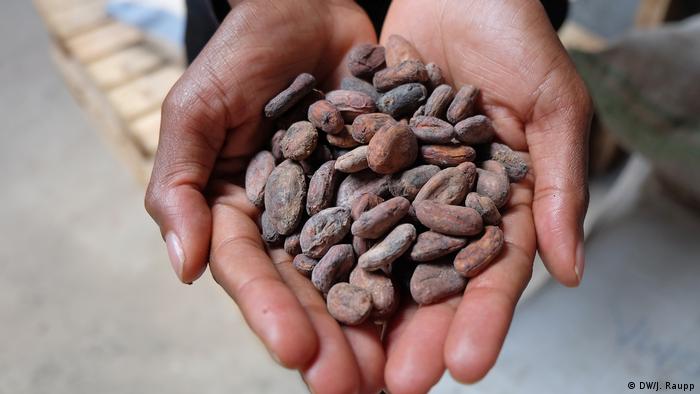 Demokratische Republik Kongo Cocoa Congo in Goma | Kakaobohnen (DW/J. Raupp)