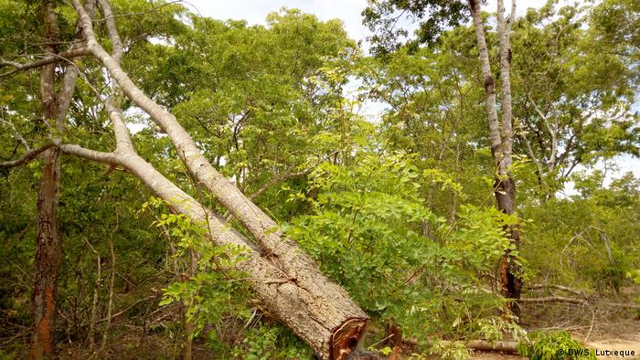 Mosambik Entwaldung in Mecubuti, Nampula
