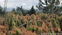 Pinos y paja ichu en la región del Páramo de Ecuador.