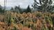 Pinos y paja ichu en la región del Páramo de Ecuador. Pinos y paja ichu en la región del Páramo de Ecuador.